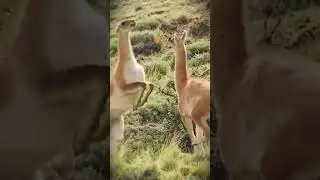 BRUTAL GUANACO FIGHT FOR DOMINANCE 2 #shorts