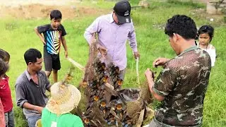 Amazing Catch bats on Deum Thnot In Cambodia
