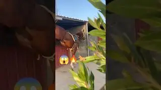 Horse Powerful Move 🐎🔥 #horse #sansansehorhorse #horseracing #equestrian #animals #shorts