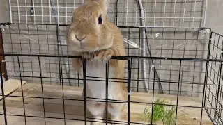 このうさぎは天才です。　(No.1834)