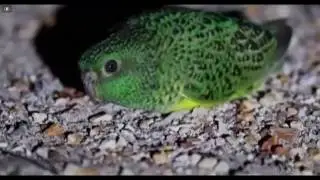 Thought to be extinct, the Queensland night parrot has been filmed & tagged