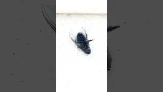 dancing fly free style #trending #shorts #freestyle
