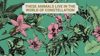 Discover a new Constellation swatch book