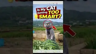 When Your Cat Gets Too Smart 😂 | Smart Cat Moments #cat #funnypets