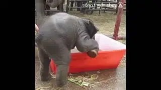 THẾ GIỚI QUANH TA || Ch&uacute; voi con ở bản Đ&ocirc;n || Baby elephant in Don village