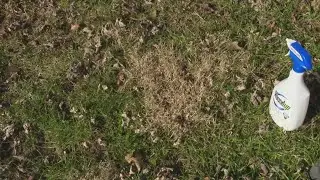 Pat Sullivan: Early spring weed control