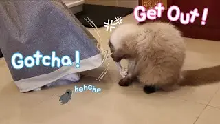 Funny Cats Play Hide-and-Seek: Mocha Flips, Eli Hides!🐱🎭😾