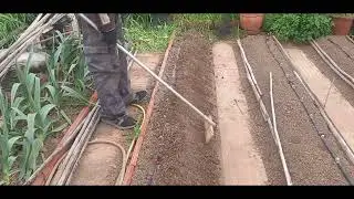 plantar las patatas en caballones