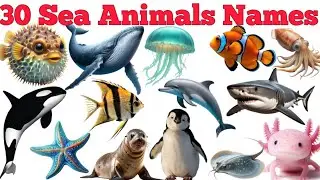 Learn 30 Sea Creatures Names In English & Hindi With Fun Facts | Fun Learning For Children