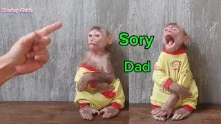 Baby Monkey Cubin & Cat Go Wild! Funny Playtime Ends in Hilarious Wardrobe Fail 🤣🐒🐱👶