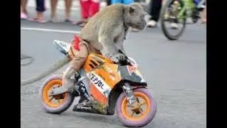 Monkey Ride KTM byk