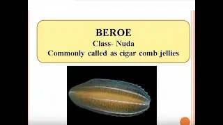Examples of Ctenophora or comb jellies with scientific names, class.