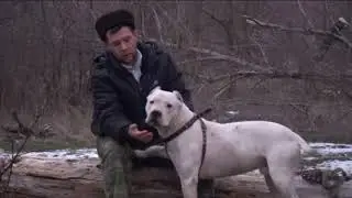 Денис Журавлев и его Dogo arentino Аргентинский дог или просто Бурый