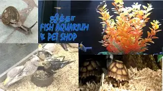 Fish Aquarium & Pet Shop in Jeddah | Finding Golden Fish| Snail closer view| Tamil vlog