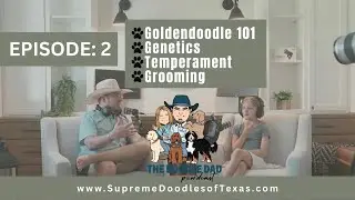 Episode 2: Goldendoodle 101 | Genetics | Temperament | Grooming