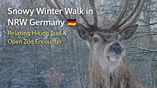 ❄️ Snowy Winter Walk in NRW Germany | Relaxing Hiking Trail & Open Zoo Encounter