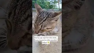 Kadang Hidup Perlu Diberesin Pelan-Pelan 🙃😉 #shorts#kucinglucu#relate#healing#catlovers
