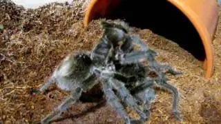 Grammostola sp formosa mating