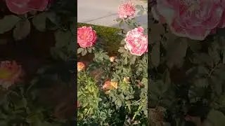 Colourful Rose /winter rose flowering/rose /kashmiri rose / big size rose flower