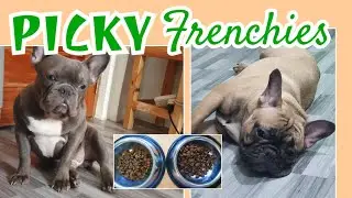 Fruits and Veggies for Picky French Bulldogs | Philippines
