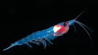 Krill Oil as Natural Source of Omega 3,  Heart, Immune System, Brain, Joint, Eye Health