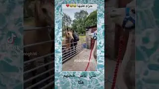 كا ولا ماكا 👌🤣