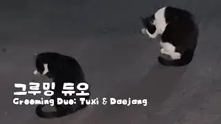 냥단장 같이 해요(How Cats Groom Each Other 😻 | Tuxi & Daejang)
