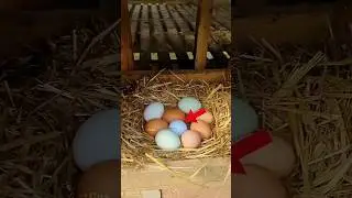 Why Farmers Use Fake Eggs