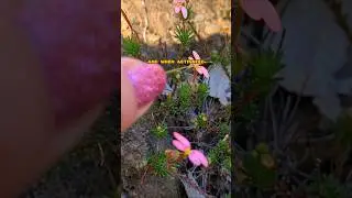 Эти крошечные цветы дают отпор, если их коснуться #цветы
