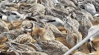 2018 02 10 ガバ沼(多々良沼) カモと白鳥②