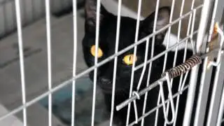 Comemorando os 10 anos do Adote um Gatinho :)