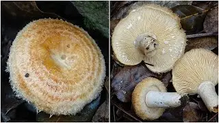 Lactarius mairei