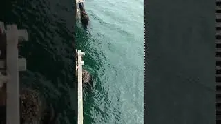 Wave angle at Goleta Pier