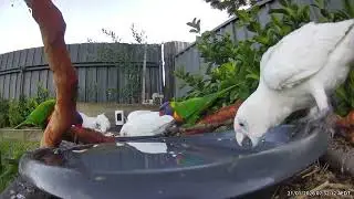 Australian Bird Bath Cam | 21/1/26 | rainbow lorikeets | crazy sounds | cat tv | feeding | galahs