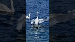 The Secret to a Swan&rsquo;s Long Life 🦢✨  Nature&rsquo;s Wise Elders #naturefacts #swanlife #wildlifewisdom