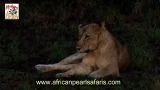 Evening Game Drive in Queen Elizabeth National Park
