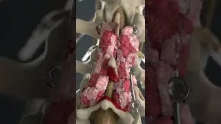 MagnetOs&trade; Flex Matrix | Medical Animation