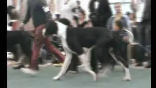 World Dog Show 2009 - Great Danes - black/males/champion class