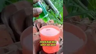 Essen premium untuk ikan Nila