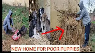 Making a temporary shelter for poor Street dog puppies|| feeding poor Street dog puppies!