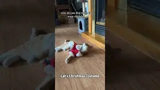 Cat&rsquo;s Christmas Outfit .😂😂🐱🐱🐱🥰🎄🎄🎄#cat #funny #christmas #fyp #outfit