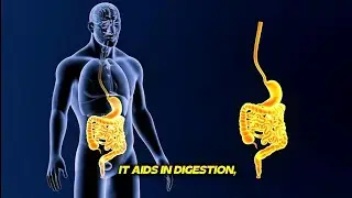 &ldquo;What Happens Inside Your Body After Eating Sweet Potato? | 3D Medical Animation&rdquo;