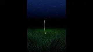 Firefly Night