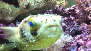 Mysida Shrimp take over!!!
