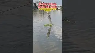 Chotpur Colony, Sector 63, Noida 😰 #badh #highalert #yamunariver #noida#gangariver #shorts #alert