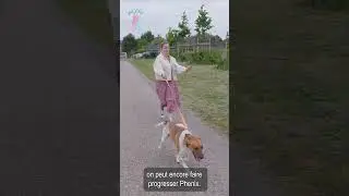 S&eacute;ance marche en laisse Pat'Eduk     #chien #educateurcanin #comportementcanin