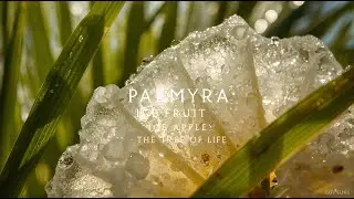 PALMYRA FRUIT &mdash; The Ancient Desert Cooler | Toddy Palm Deep Dive
