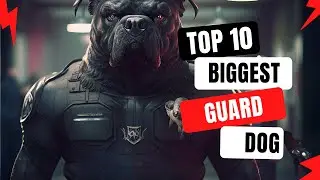 Top 10 Biggest Guard Dog Breed