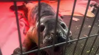 Roar the grey seal pup at the GSPCA Guernsey www.gspca.org.gg