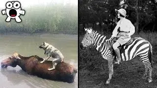Animales SALVAJES Que NUNCA Se Han Podido Domesticar!